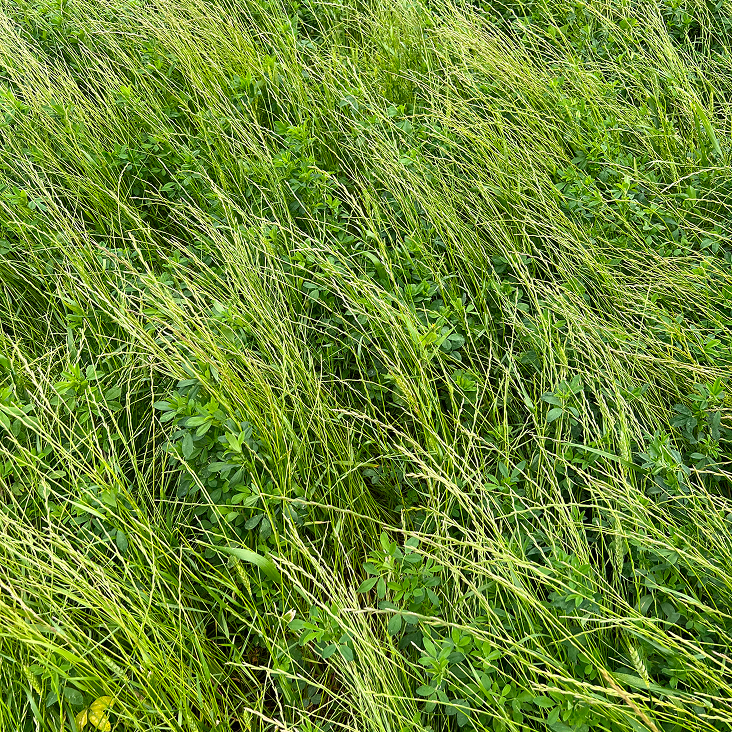 A field of tall grass with various green plants, showcasing a lush agricultural landscape by superior spreading.