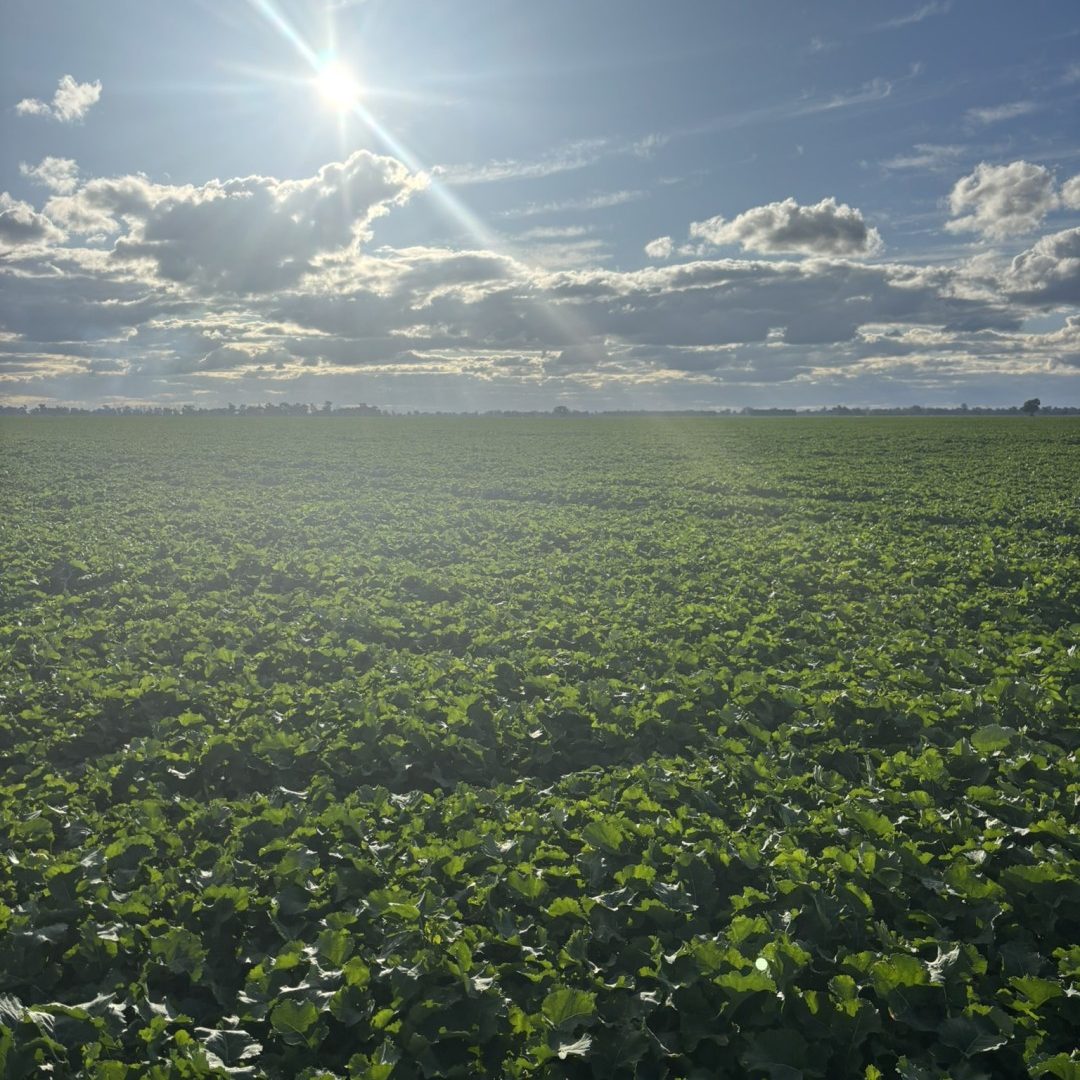 A sunlit field of green plants, showcasing healthy growth of a successful superior spreading project.