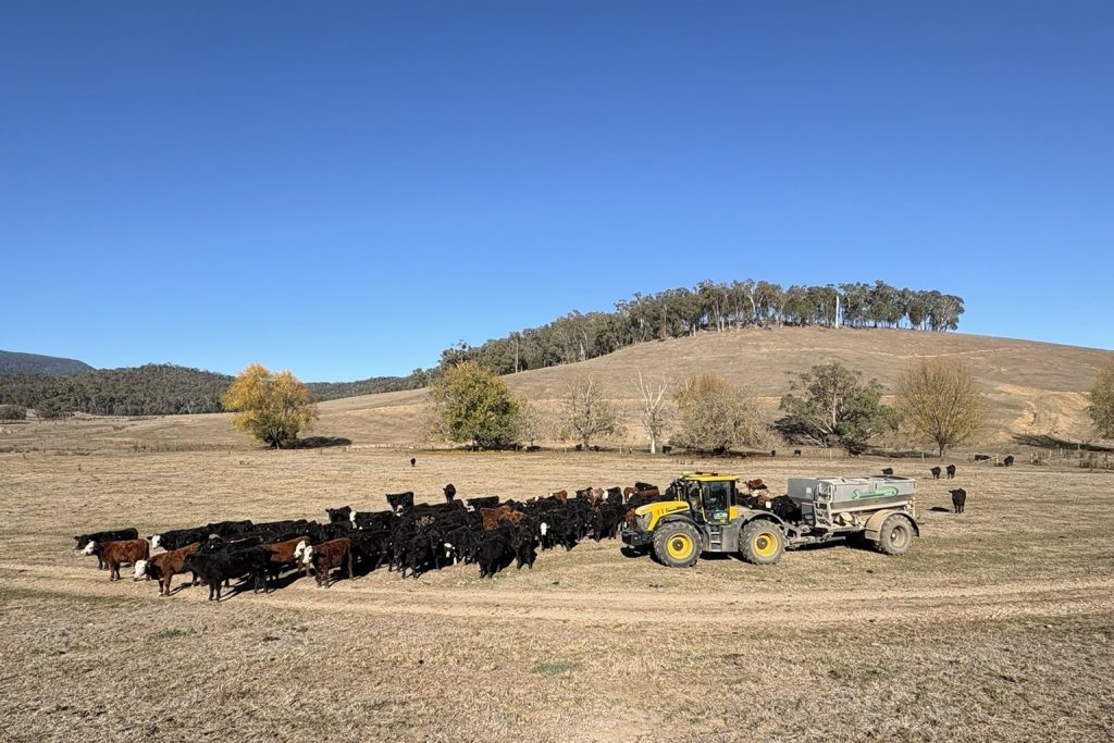 A tractor operates in a field, applying fertiliser with a herd of cattle.